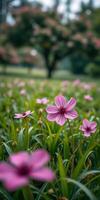 Wild pink flowers bloom beautifully in a sunny garden during springtime, creating a vibrant and lively atmosphere photo