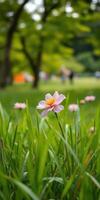 Pink flower blooming amidst green grass in a park during a sunny day with blurred background photo