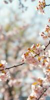 Cherry blossom trees in full bloom under a clear blue sky during springtime in a serene park setting photo