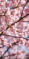 Blossoming cherry trees adorned with delicate pink flowers in vibrant spring atmosphere photo