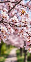 Beautiful cherry blossom tree in full bloom during spring showcasing delicate pink flowers and vibrant greenery photo