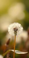 Unique close-up of a dandelion flower in a vibrant natural setting during late afternoon light photo