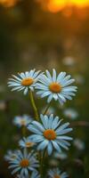 Blue daisies blooming in a sunlit meadow during golden hour in late spring photo