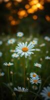 Colorful daisies bloom in a sunlit meadow during late afternoon hours with a serene atmosphere photo