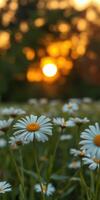 Bright daisies bloom in a field as the sun sets behind a vibrant orange horizon photo