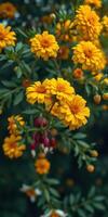 Bright yellow flowers blooming prominently in a lush garden during early spring day photo