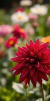 Red dahlia bloom shines in vibrant flower garden during sunny afternoon in spring photo