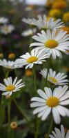 Bright daisies bloom in a lush garden during springtime, showcasing their vibrant white petals and yellow centers photo