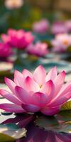 Beautiful pink lotus flowers blooming on tranquil water in a serene natural setting during daylight hours photo