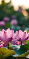 Beautiful pink lotus flowers blooming in a serene pond during sunset creating a tranquil atmosphere in nature photo