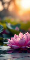 Beautiful pink lotus flower blooming at sunset on a serene pond surrounded by green lily pads photo
