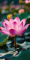 Beautiful pink lotus flower blooming in serene pond surrounded by green leaves during daylight photo