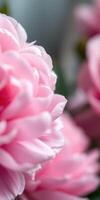 Blooming pink peonies close up in a garden during the spring season showcasing delicate petals and vibrant colors photo