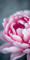 Close-up view of a pink peony flower showcasing delicate petals and intricate details during late spring photo