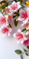 Beautiful pink and white flowers arranged artistically on a light surface in a serene setting photo