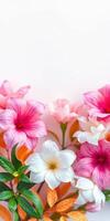Bright floral arrangement featuring pink and white flowers set against a light background photo