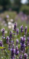 Lavender flowers blooming in a vibrant field under soft daylight, showcasing nature's beauty and tranquility photo
