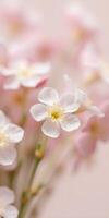 Delicate white flowers with soft pink background creating a serene atmosphere in springtime photo