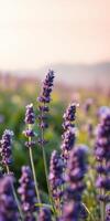 Lavender blooms sway gently in the sunlight during a peaceful afternoon in a fragrant field photo