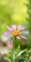Beautiful purple flower blooming in a lush green garden during the spring season photo