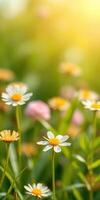 Bright daisy flowers blooming in a sunlit garden during springtime photo