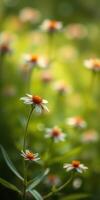 Delicate white flowers with orange centers bloom in a lush green field during the warm afternoon light photo