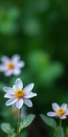 Beautiful white flowers with yellow centers blooming in soft green background during spring season photo