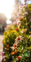 Vibrant flowers blooming in a sunlit garden during late afternoon in a serene urban setting photo