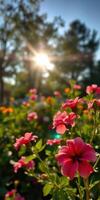 Blossoming flowers against the backdrop of a glowing sunset in a vibrant garden photo