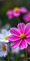 Beautiful pink cosmos flower blooming in a vibrant garden filled with daisies in spring photo
