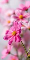 Vibrant pink flowers bloom beautifully in a garden during a sunny afternoon photo
