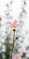 Beautiful pink flowers bloom in spring, showcasing delicate petals and vibrant green background filled with nature's beauty photo