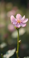 Delicate pink flower blooming in a lush meadow during soft daylight in spring photo