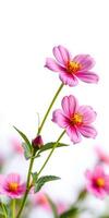 Bright pink flowers with delicate petals bloom against a white background in a warm sunny setting photo