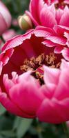 Bright pink peony flower in full bloom showcasing intricate petal details during spring season in a garden photo