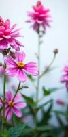 Bright pink flowers bloom in a vibrant garden during a sunny day in early spring showcasing nature's beauty and colors photo