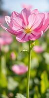 Beautiful pink flower blooming in a vibrant garden during springtime photo