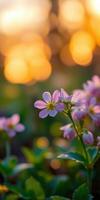 Vibrant wildflowers bloom at sunset in a serene garden setting, capturing nature's beauty and tranquility, inviting calm reflection photo