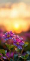 Vibrant flowers bloom at sunset in a tranquil garden reflecting natural beauty and serenity photo