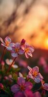 Vibrant flowers bloom under a warm sunset in a tranquil garden setting photo