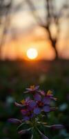 Beautiful flowers bloom at sunset creating a serene atmosphere in the peaceful landscape photo