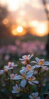 Beautiful white flowers bloom in a vibrant sunset at a serene park setting photo