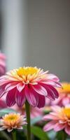 Pink and yellow flower in full bloom with a soft background enhancing its beauty photo
