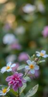 Colorful blossoms in a serene garden during spring sunlight with blurred background and vibrant petals photo