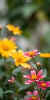 Colorful flowers bloom in a garden showcasing vibrant pink and yellow petals during a sunny afternoon photo