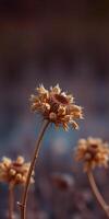 Dried wildflowers standing tall against a blurred background in soft lighting during the golden hour photo