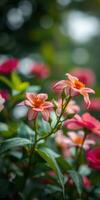 Vibrant flowers bloom in a lush garden during a sunny afternoon in late spring photo