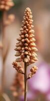 Unique brown plant structure displaying intricate patterns in a blurred garden background during daylight photo