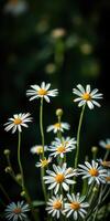 Beautiful daisies blooming in a lush green environment under soft daylight photo