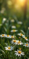 Daisies bloom under warm sunlight in a peaceful green field close to sunset photo